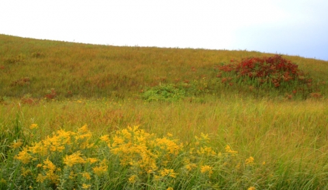 Prairie in Autumn